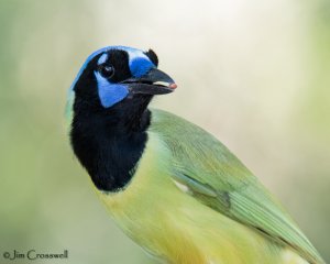 Green Jay