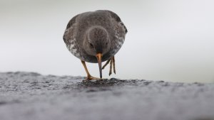 purple sandpiper