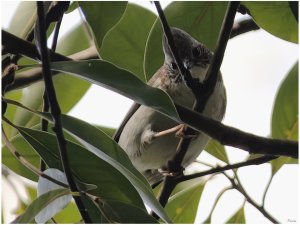 Indochinese Yuhina