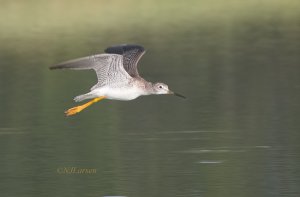 Greater Yellowlegs flight PC283675.jpg