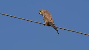 Eurasian Kestrel