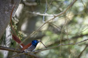 African Paradise Fly Catcher