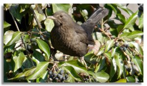 Common blackbird