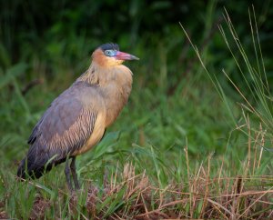 Whistling Heron