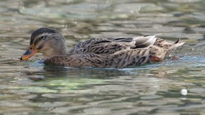 Mallard