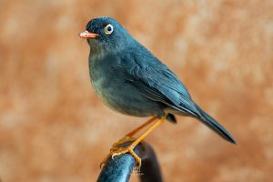 Slaty-backed Nightingale-Thrush