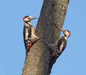 Territorial dispute