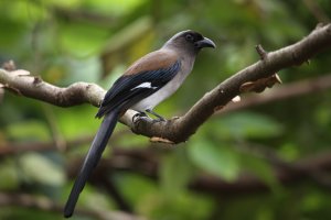 Gray Treepie