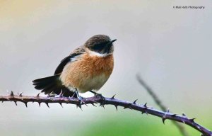 Stonechat 2811.jpg