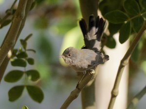 Ménétries's warbler