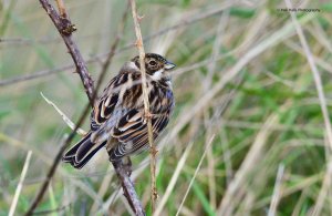 Reed Bunting 2489.jpg