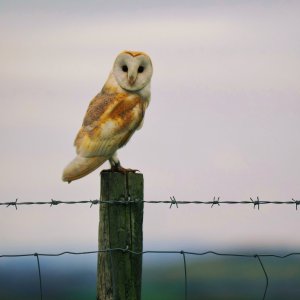 Barn owl - Tyto alba