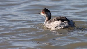 black-necked grebe