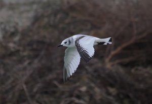 Black-legged Kittiwake