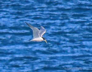 Great Crested Tern