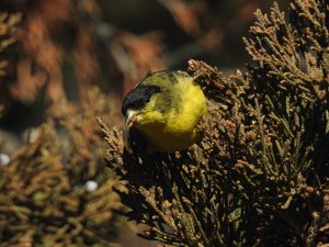 DSCN2118.JPG Male Lesser Goldfinch