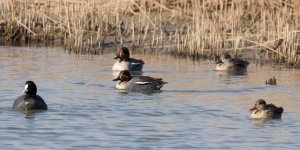 Eurasian Teal , Eurasian coot