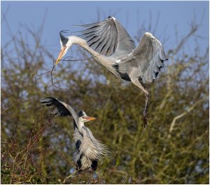 Grey Herons