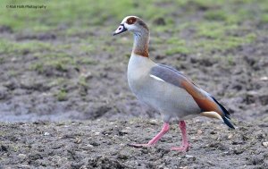 Egyptian Goose 2995.jpg