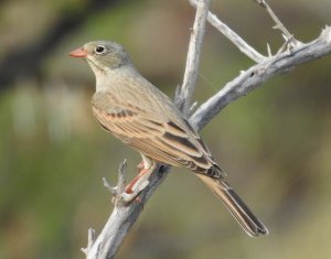 Grey-necked Bunting