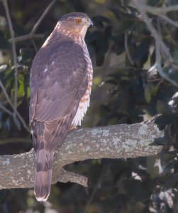 Cooper's Hawk