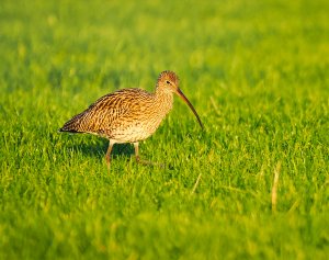 Curlew - Numenius