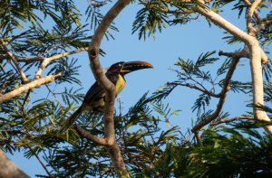 Chestnut-eared Aracari