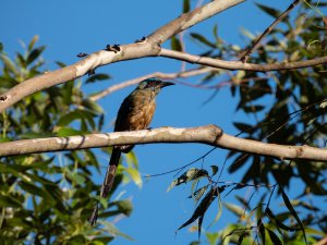 Amazonian Motmot