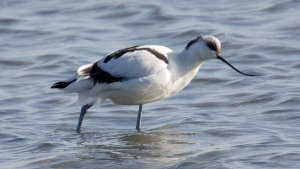 Pied Avocet