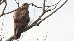 buzzard