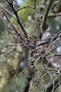 Find the LTT!