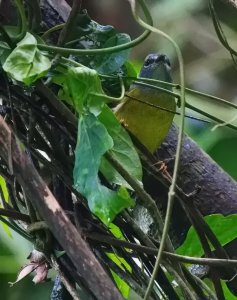 White-lored Warbler