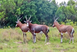 Blesbok (Damaliscus pygargus)