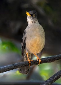 Austral Thrush