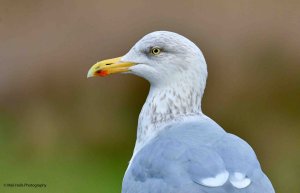 Herring Gull 2071.jpg