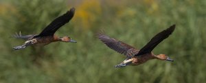 Fulvous Whistling Ducks