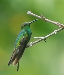 White-vented Plumeleteer