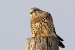 0109 Kestrel.jpg