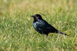 Brewer's Blackbird