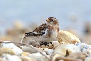 Snow Bunting