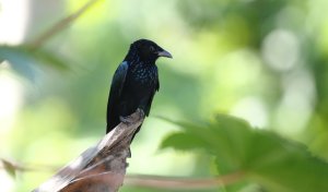 Palawan Drongo