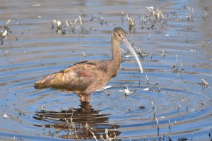 White-faced Ibis