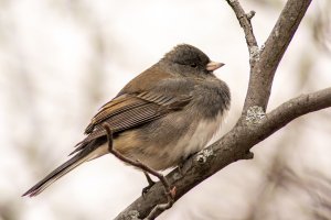 Dark-Eyed Junco