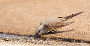 Western Kingbird