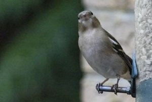 0136 Chaffinch.jpg