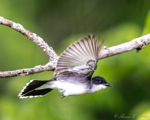 Eastern Kingbird