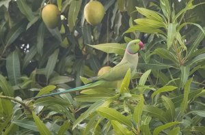 Rose-ringed Parakeet adult