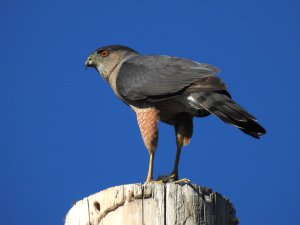 DSCN7341.JPG Male Cooper's Hawk