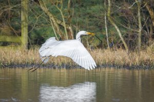 Great Egret with branch