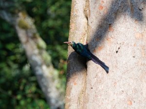 White-headed wood hoopoe